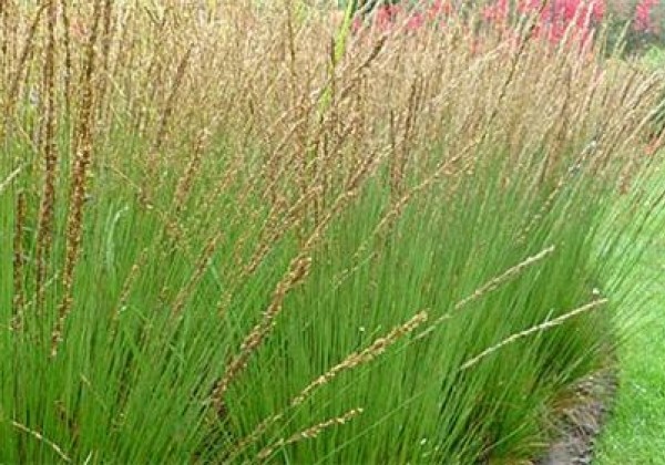 Molinia caerulea Overdam