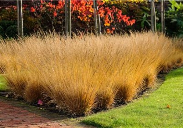 Molinia caerulea Paul Peterson