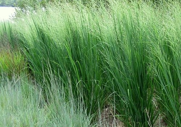Panicum virgatum  Northwind