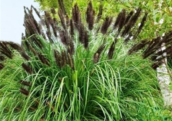 Pennisetum alopecuroides Black Beauty