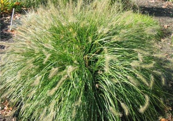 Pennisetum alopecuroides Gelbstiel