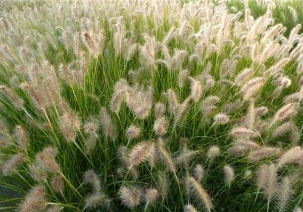 Pennisetum alopecuroides Goldstrich