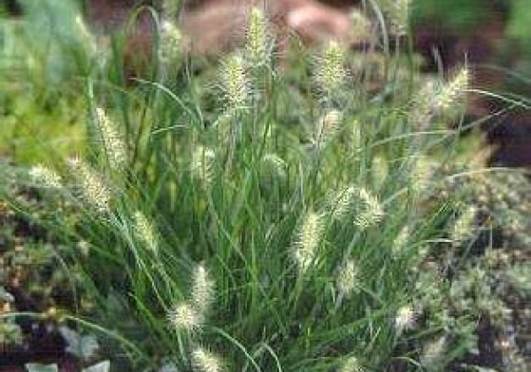Pennisetum alopecuroides Little Bunny