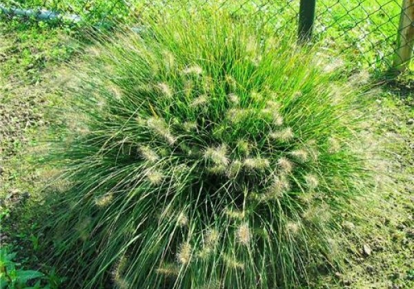 Pennisetum alopecuroides Little Bunny
