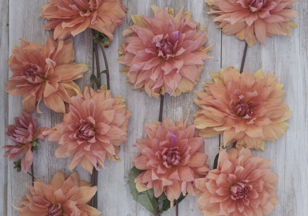 Dahlia hortensis Babylon Brons