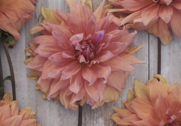 Dahlia hortensis Babylon Brons