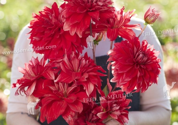 Dahlia hortensis Babylon Red