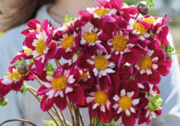 Dahlia hortensis Mary Evelyn