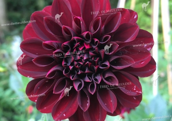 Dahlia hortensis La Recoleta