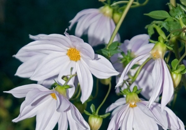 Dahlia hortensis Imperialis White