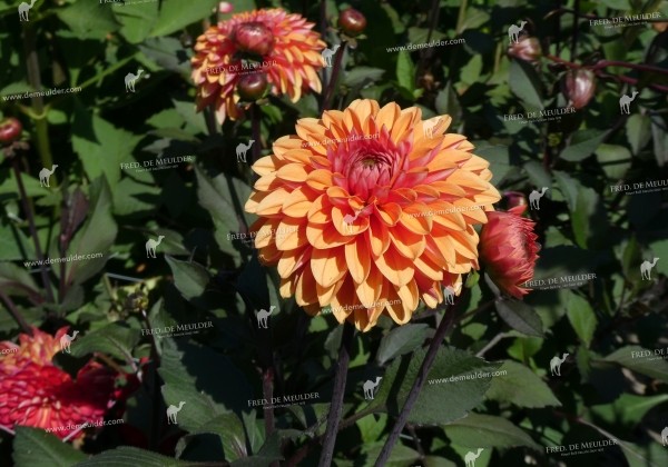 Dahlia hortensis Love of my life