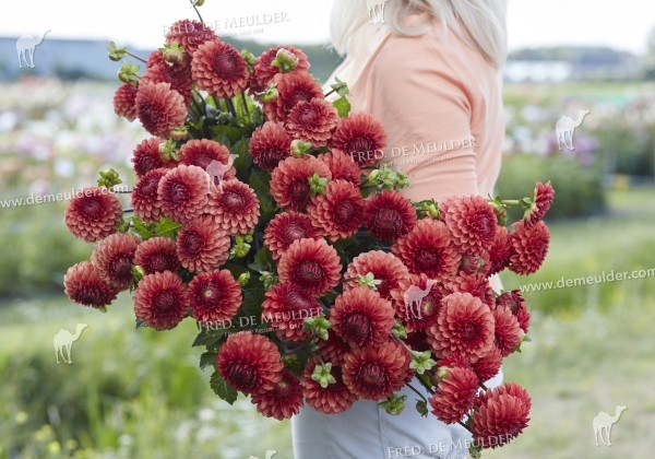 Dahlia hortensis Brown Sugar