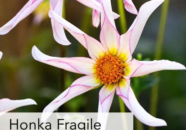 Dahlia hortensis Honka Fragile