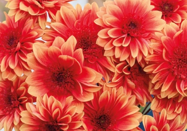 Dahlia hortensis Teun