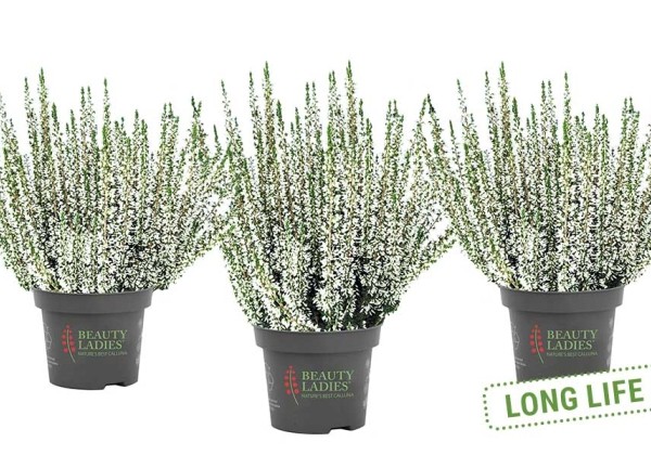 Calluna vulgaris Beauty Ladies Viva (11 cm)