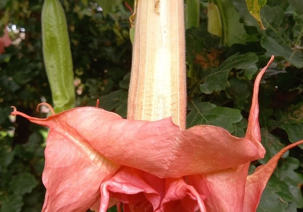 Brugmansia suavolens Bergkonigin