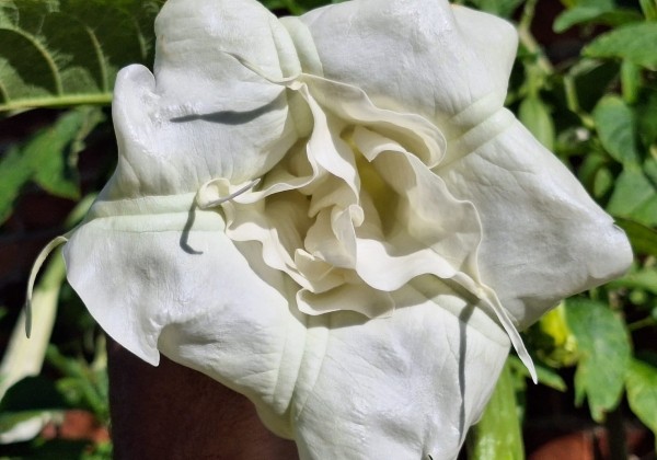 Brugmansia suavolens (Datura) Erika