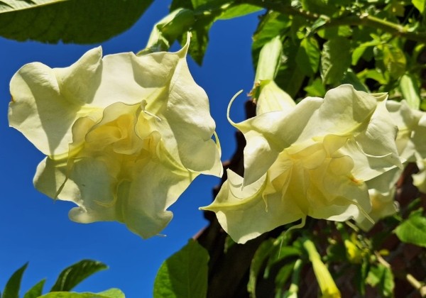 Brugmansia suavolens Erika