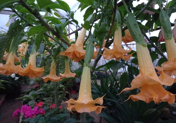 Brugmansia suavolens LBG