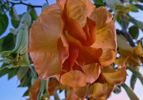 Brugmansia suavolens (Datura) Perle Rare