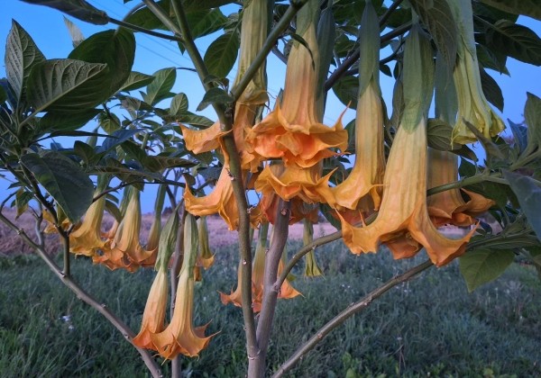 Brugmansia suavolens (Datura) Perle Rare