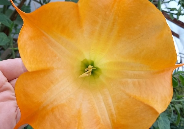 Brugmansia suavolens SB Bigaradier