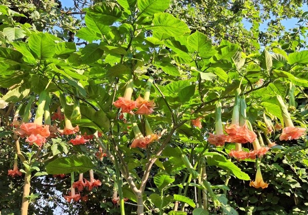 Brugmansia suavolens SB Cozy Lebeau