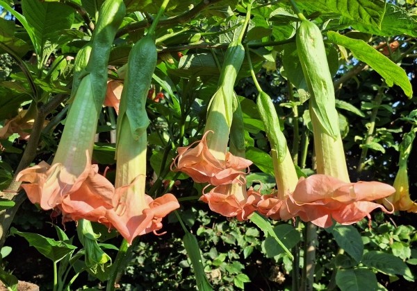 Brugmansia suavolens SB Cozy Lebeau