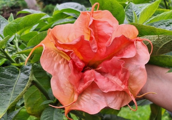 Brugmansia suavolens SB Roxanne