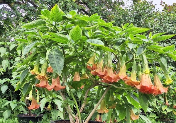 Brugmansia suavolens SB Roxanne