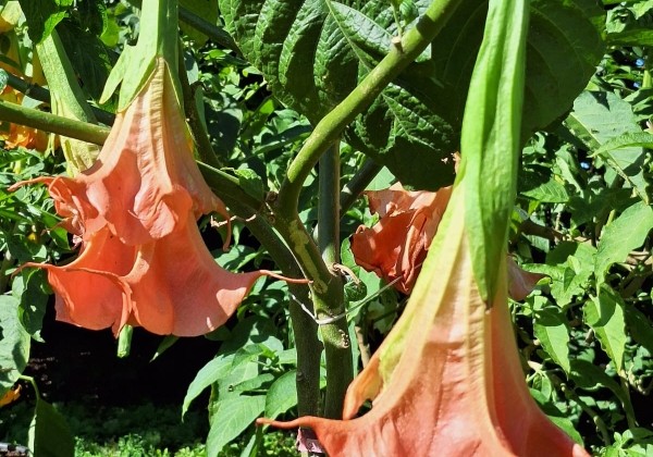 Brugmansia suavolens SB Ville Rose