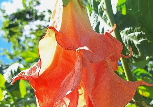 Brugmansia suavolens SB Ville Rose