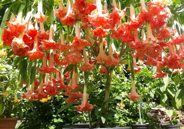 Brugmansia suavolens Theas liebling