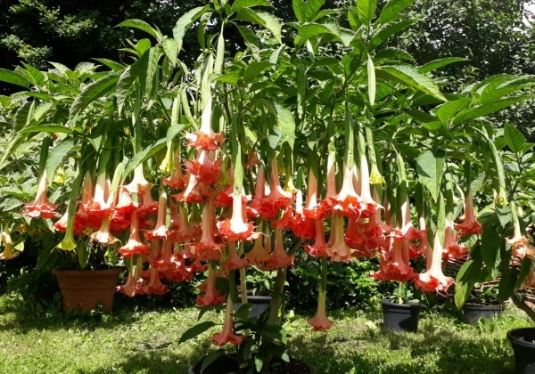 Brugmansia suavolens Theas liebling
