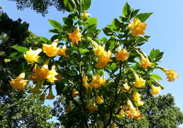 Brugmansia suavolens (Datura) Triple A