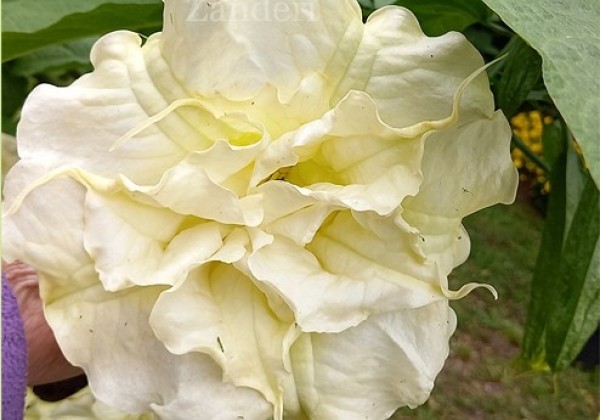 Brugmansia suavolens (Datura) SB Yannick