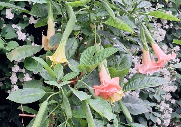 Brugmansia suavolens (Datura) Moilun Rouge