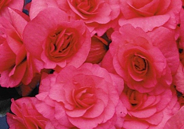 Begonia Rosade