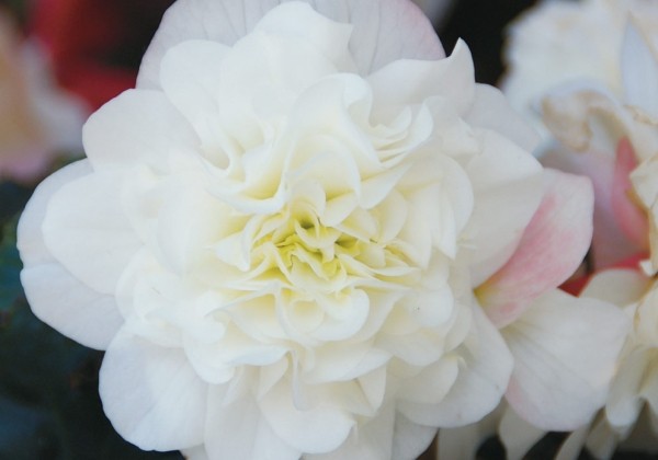 Begonia Matilda