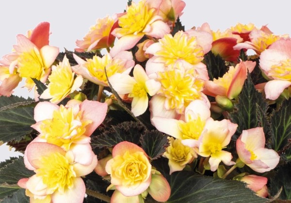 Begonia Beaugonia Saffran Glow