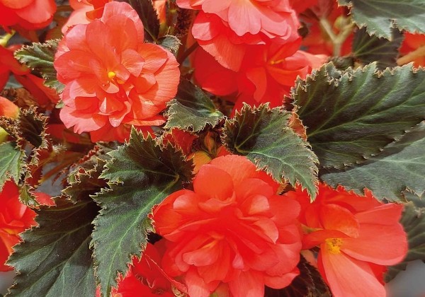 Begonia Beaugonia Apricot