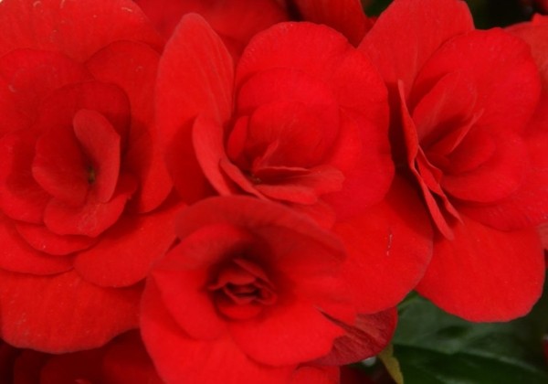 Begonia Baladin