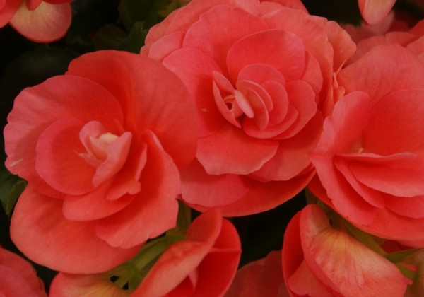 Begonia Binos