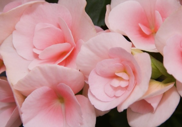 Begonia Louise