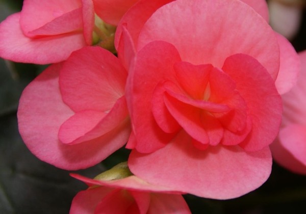 Begonia Netja dark
