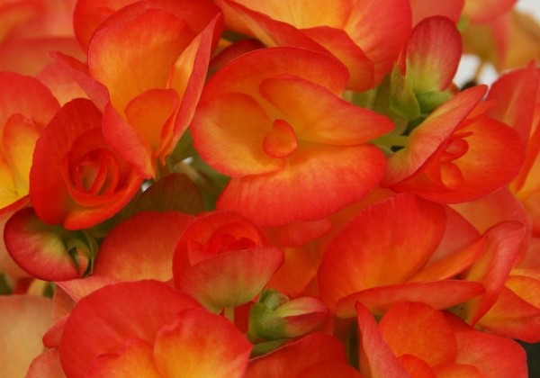Begonia Carneval