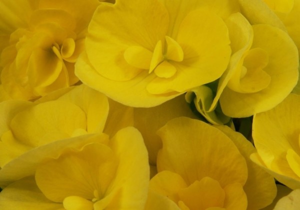 Begonia Blitz