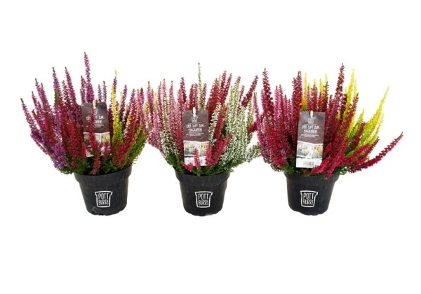 Calluna vulgaris Beauty Ladies Trios POTTBURRI (13cm)