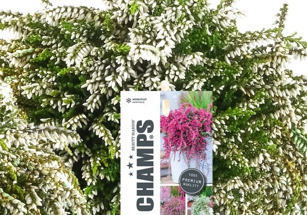 Calluna vulgaris Champs White (12 cm)