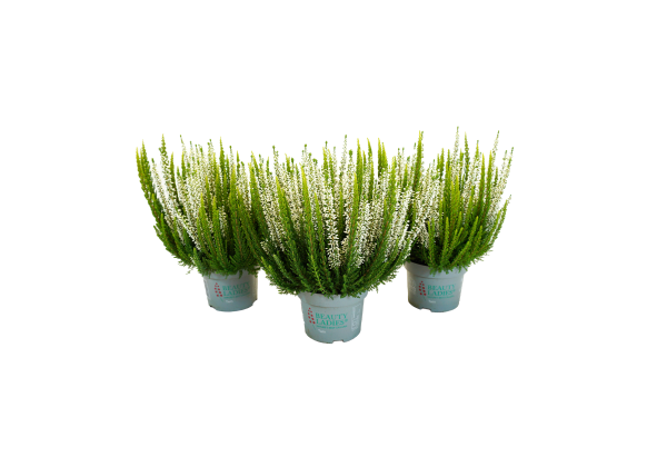 Calluna vulgaris Beauty Ladies Skywhite (13cm)